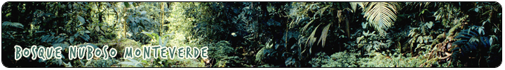 VIDA SILVESTRE Y NATURALEZA - Bosque Nuboso Monteverde