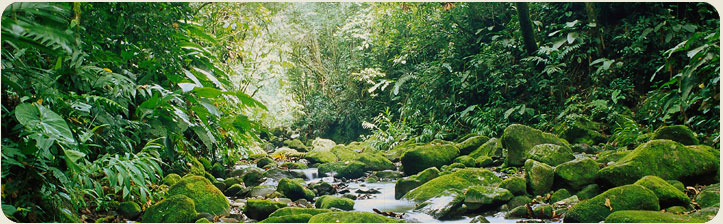 Ecotrans Bosque Nuboso Monteverde