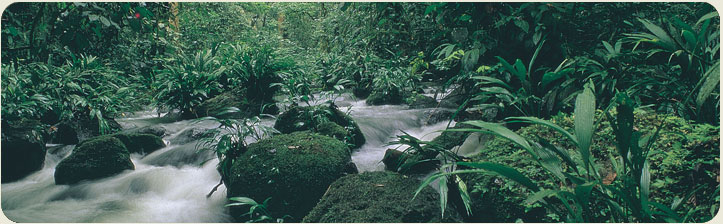 Tour Ecologico Monteverde