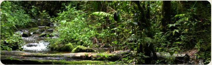 Guanacaste Monteverde Reserva Biologica Tour