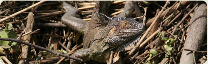 Guanacaste Natural Tour