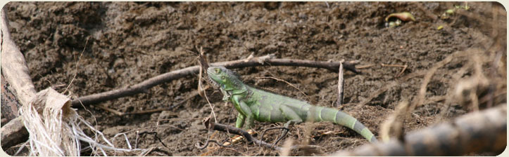 Palo Verde Refugio Vida Silvestre Guanacaste