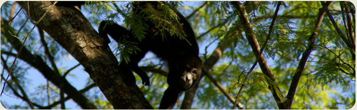 Natural Ecotrans Tours